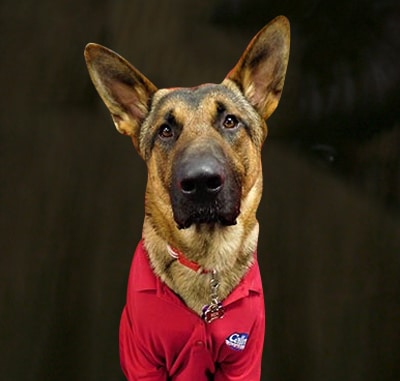 Plumber «Cellino Plumbing», reviews and photos, 631 Bullis Rd, Elma, NY 14059, USA