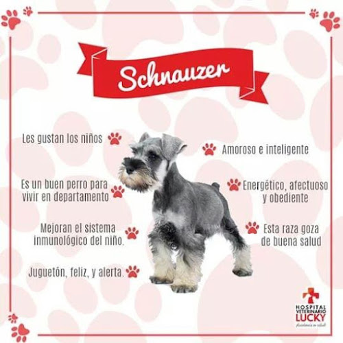 Peluqueria de mascotas Solo Pets - Peluquería