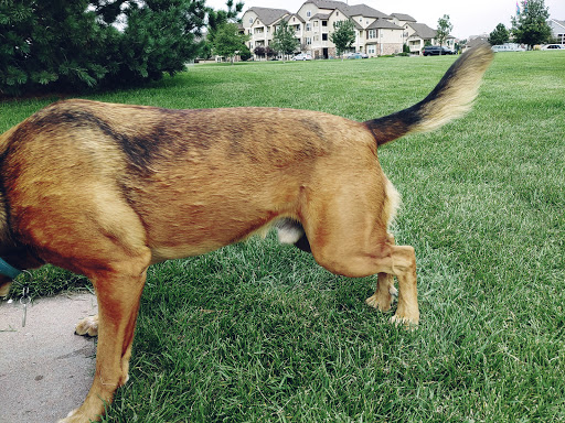 Park «Pring Ranch Park», reviews and photos, 5264 Prairie Grass Ln, Colorado Springs, CO 80922, USA