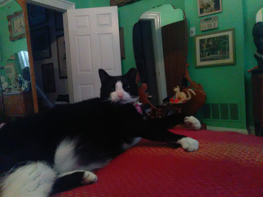 Pet Store «Fairmount Pet Shoppe», reviews and photos, 2024 Fairmount Ave, Philadelphia, PA 19130, USA