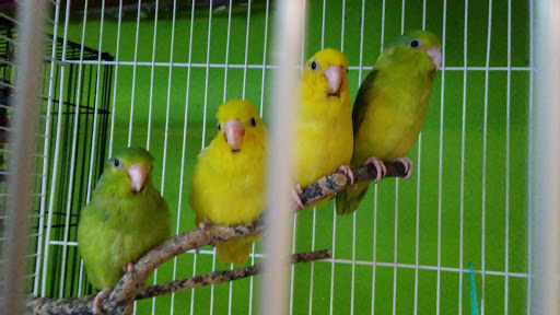 Pet Store «World Wide Pets», reviews and photos, 1307 Fayetteville Rd, Van Buren, AR 72956, USA