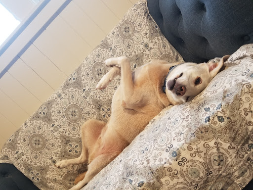 Pet Supply Store «PetSmart», reviews and photos, 1070 Iyannough Rd, Hyannis, MA 02601, USA