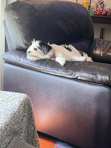 Pet Supply Store «Largo Feed & Garden Supply Inc», reviews and photos, 210 W Bay Dr, Largo, FL 33770, USA