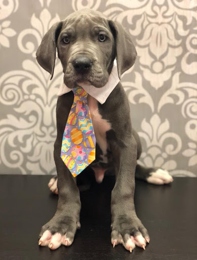 Pet Store «Furry Babies Inc», reviews and photos, 3340 Mall Loop Dr, Joliet, IL 60431, USA