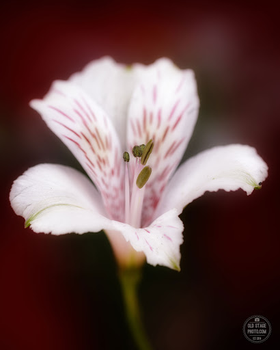 Florist «Shaw And Boehler Florist», reviews and photos, 31 Clinton Ave, Cortland, NY 13045, USA