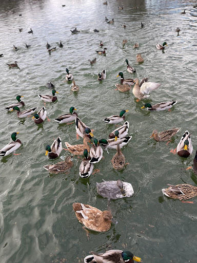 Nature Preserve «Wilson Springs Ponds», reviews and photos, 3209-3507 S Powerline Rd, Nampa, ID 83686, USA