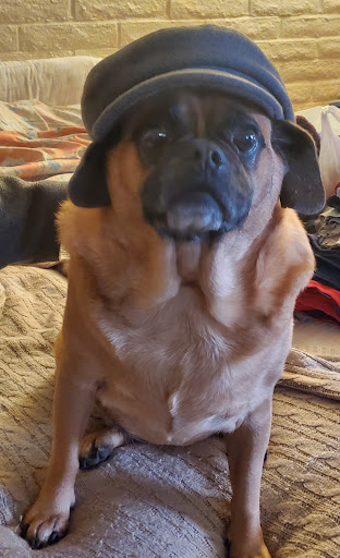 Pet Supply Store «PetSmart», reviews and photos, 10625 N Oracle Rd, Oro Valley, AZ 85737, USA