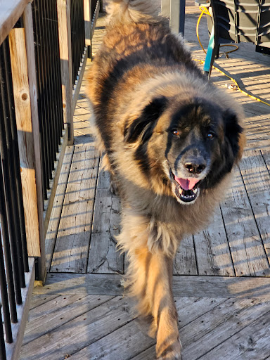 Borderview Veterinary Hospital image