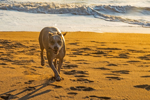 Dog Park «Mt. Airy Dog Park», reviews and photos, 3006 Westwood Northern Blvd, Cincinnati, OH 45211, USA