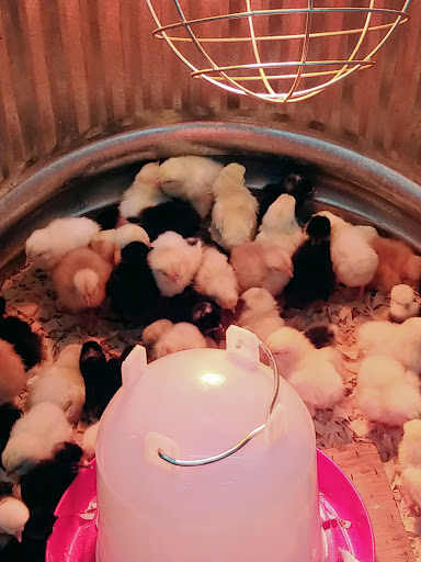 Home Improvement Store «Tractor Supply Co.», reviews and photos, 7135 N Expressway 281, Edinburg, TX 78542, USA