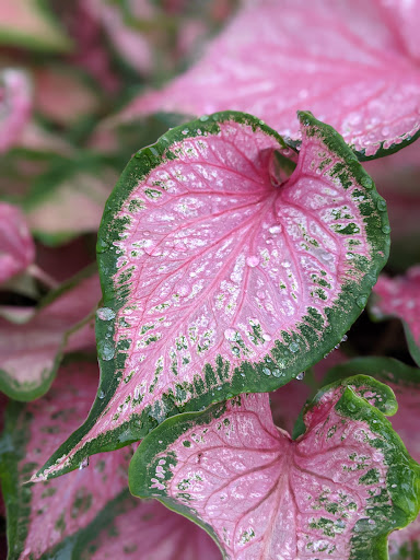 Home Improvement Store «The Home Depot», reviews and photos, 2630 Wilma Rudolph Blvd, Clarksville, TN 37040, USA