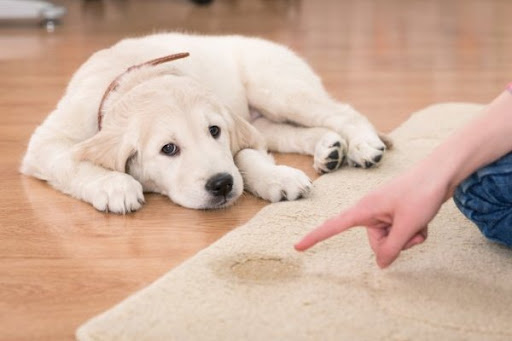 Stockton Rug and Sofa Cleaning