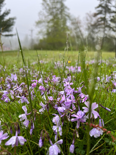Florist «Bangor Floral», reviews and photos, 96 Center St, Bangor, ME 04401, USA
