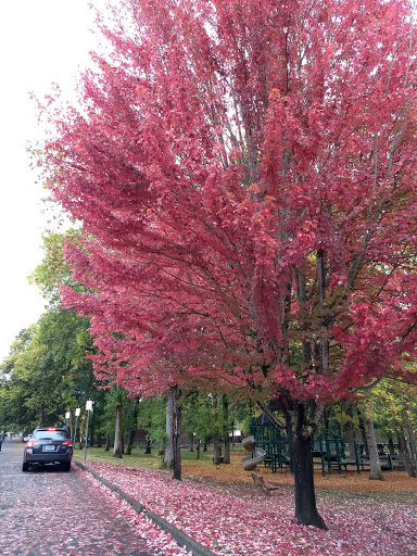 Park «Hammerle Park», reviews and photos, 1505 Lewis St, West Linn, OR 97068, USA