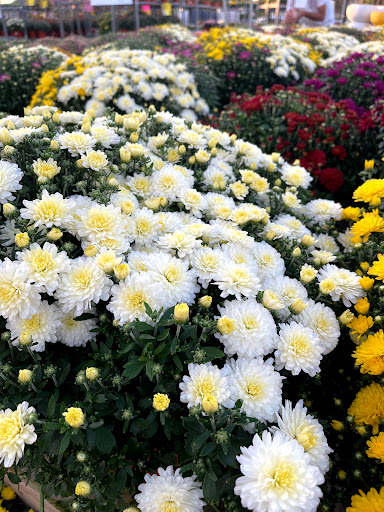 Grocery Store «Horrocks Market», reviews and photos, 4455 Breton Rd SE, Kentwood, MI 49508, USA