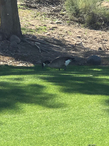 Golf Club «Coyote Lakes Golf Club», reviews and photos, 18800 N Coyote Lakes Pkwy, Surprise, AZ 85374, USA