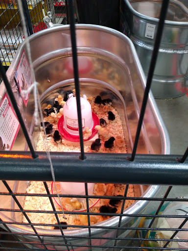 Home Improvement Store «Tractor Supply Co.», reviews and photos, 3017 Cranberry Hwy, East Wareham, MA 02538, USA