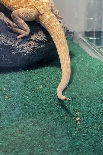 Pet Store «Most Valuable Pets», reviews and photos, 921 Beaumont Centre Pkwy #100, Lexington, KY 40513, USA