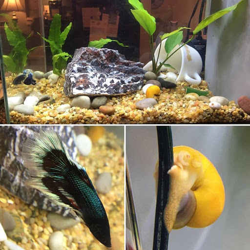 Pet Supply Store «Petco Animal Supplies», reviews and photos, 7110 Dodge St, Omaha, NE 68132, USA