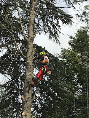 Élagueur Enzo Seignourel Arboriste grimpeur à Mauguio