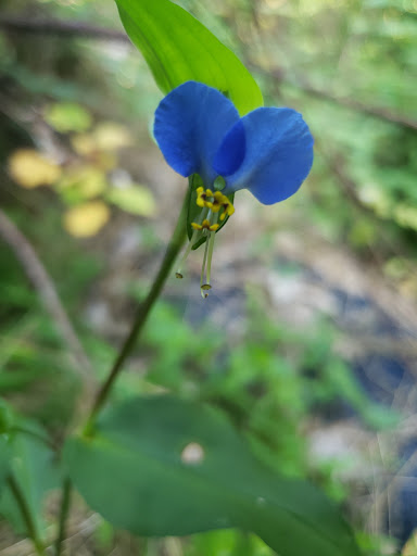 Nature Preserve «Wildlands Conservancy South Mountain Preserve», reviews and photos, Alpine St, Emmaus, PA 18049, USA