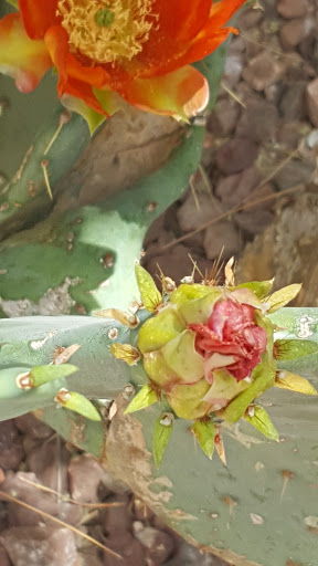 Museum «Musical Instrument Museum», reviews and photos, 4725 E Mayo Blvd, Phoenix, AZ 85050, USA