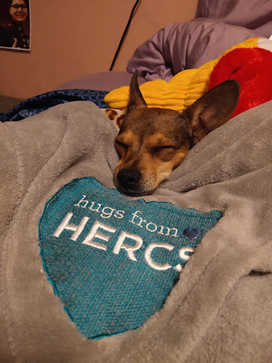 Pet Supply Store «PetSmart», reviews and photos, 13764 W Bell Rd, Surprise, AZ 85374, USA