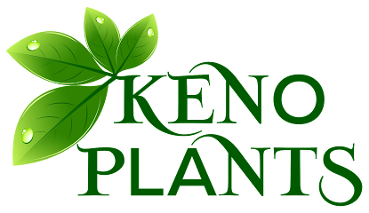 Keno Plants