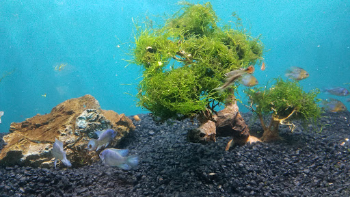 Pet Store «Oak Park Natural Pet & Fish», reviews and photos, 23 N Harlem Ave, Oak Park, IL 60302, USA