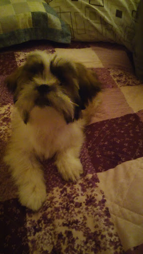 Pet Supply Store «Pet Supplies Plus», reviews and photos, 31029 Harper Ave, St Clair Shores, MI 48082, USA