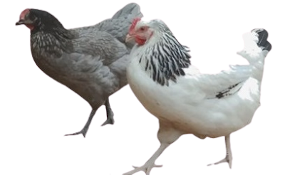 Vente de poules pondeuses et cailles 04700 La Brillanne. Domestik Park à La Brillanne