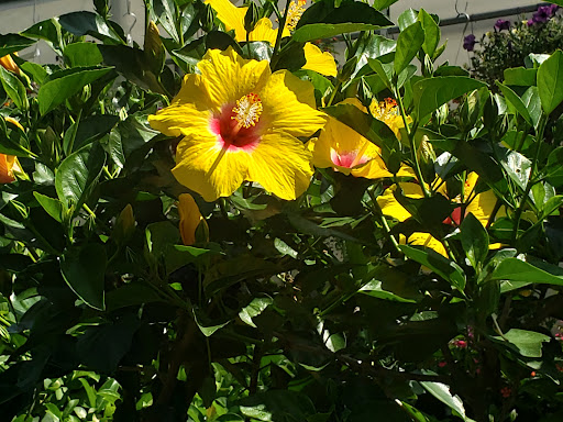 Hardware Store «Proctor Ace Hardware», reviews and photos, 5723 University Blvd W, Jacksonville, FL 32216, USA