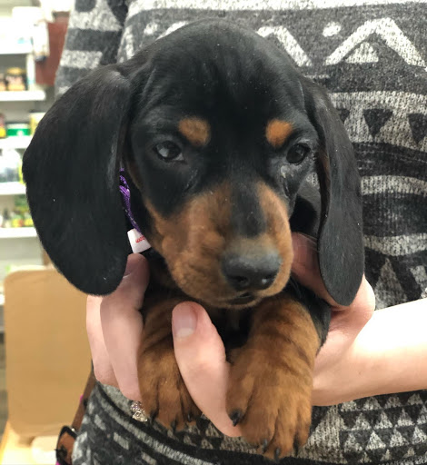 Pet Supply Store «Pet Barn Inc», reviews and photos, 167 Jennifer Rd # G, Annapolis, MD 21401, USA