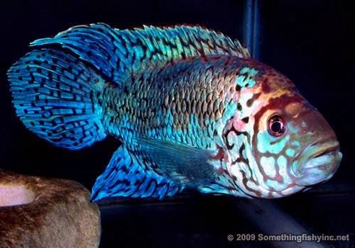 Aquarium Shop «Something Fishy Inc.», reviews and photos, 4764 State Rd, Cleveland, OH 44109, USA