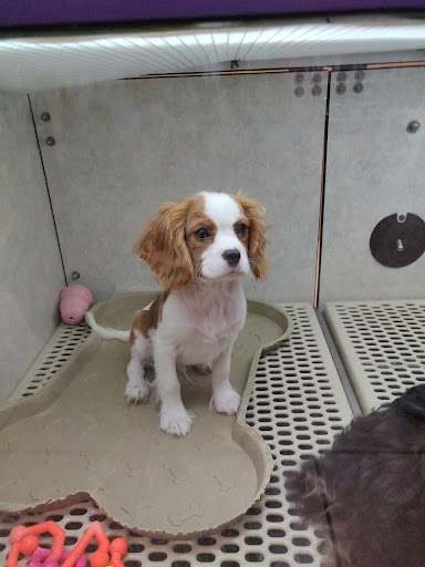 Pet Store «Pet City Pet Shops», reviews and photos, 750 Citadel Dr N # 2092, Colorado Springs, CO 80909, USA