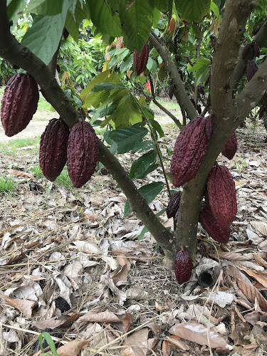 Tierra del Cacao - General Villamil