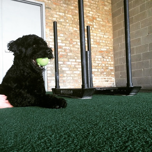 Gym «Chicago Primal Gym», reviews and photos, 1235 W Belmont Ave Unit B, Chicago, IL 60657, USA