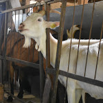 Photo n° 1 de l'avis de marc.o fait le 09/08/2023 à 07:58 pour La Halte d'Autrefois à Hesmond