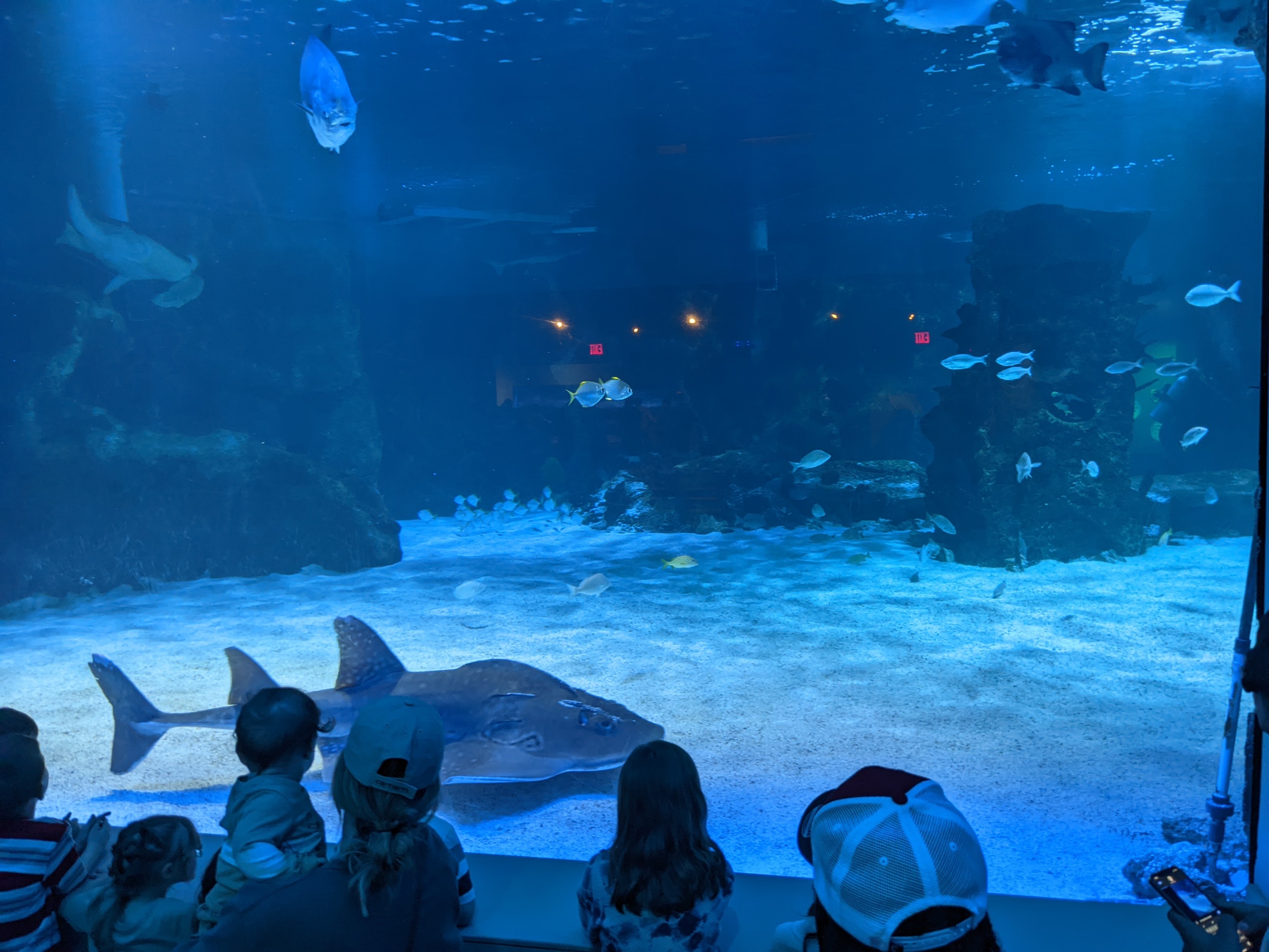 Picture of a place: Newport Aquarium