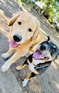 Philly's Paws & Claws LLC. - Photo 2 - Car repair in , Philadelphia