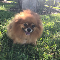 The Pet Nanny - Photo 7 - Car repair in , Brandon