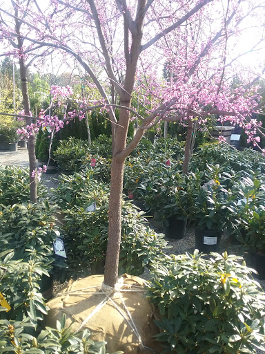 Florist «Breezewood Gardens & Gifts», reviews and photos, 17600 Chillicothe Rd, Chagrin Falls, OH 44023, USA