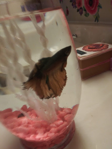 Pet Supply Store «Pet Supplies Plus», reviews and photos, 100 Mall Dr, Steubenville, OH 43952, USA