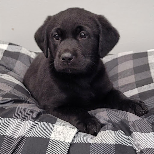 Pet Store «PV Pets», reviews and photos, 233 S Broadway, Pennsville, NJ 08070, USA