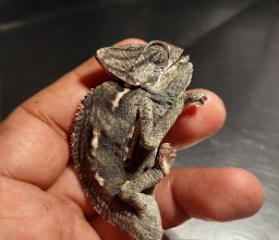 VETERINARIA MUNDO ANIMAL photo