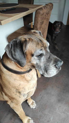 Bothe veterinary practice for small Tiere unter Ostrhauderfehn, 