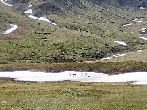 National Park «Denali National Park and Preserve», reviews and photos, George Parks Hwy, Denali National Park and Preserve, AK, USA