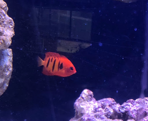 Tropical Fish Store «Nemo Aquarium», reviews and photos, 1560 Indian Trail Rd #106, Norcross, GA 30093, USA