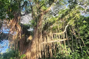 Honolua Bay Access Trail image