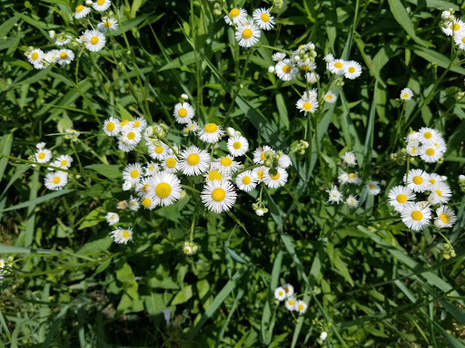 Nature Preserve «Wildwood Nature Center», reviews and photos, 529 Forestview Ave, Park Ridge, IL 60068, USA